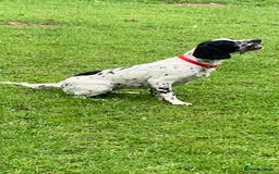 Sprocker dogs for sale: 9 month old sprocker girl  - Image 3