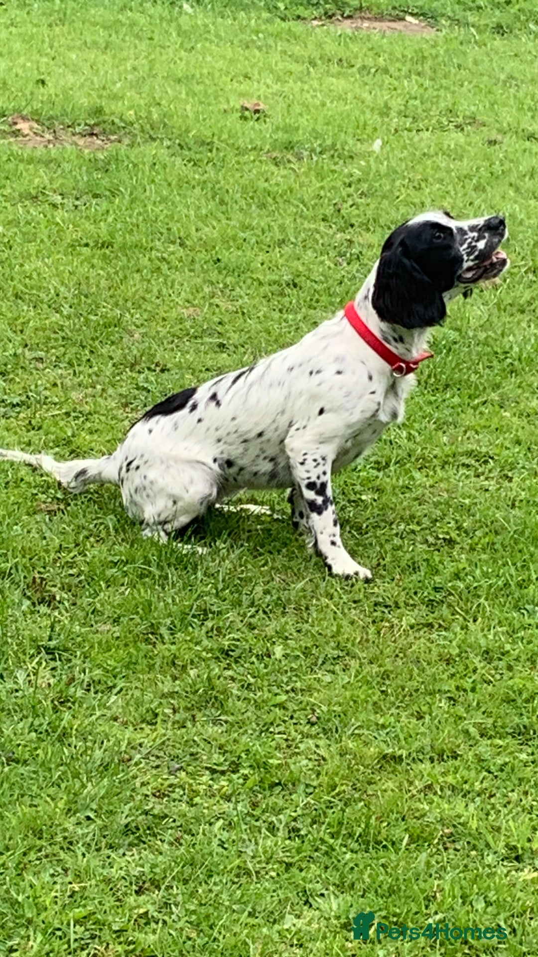 Sprocker dogs for sale: 9 month old sprocker girl  - Image 3