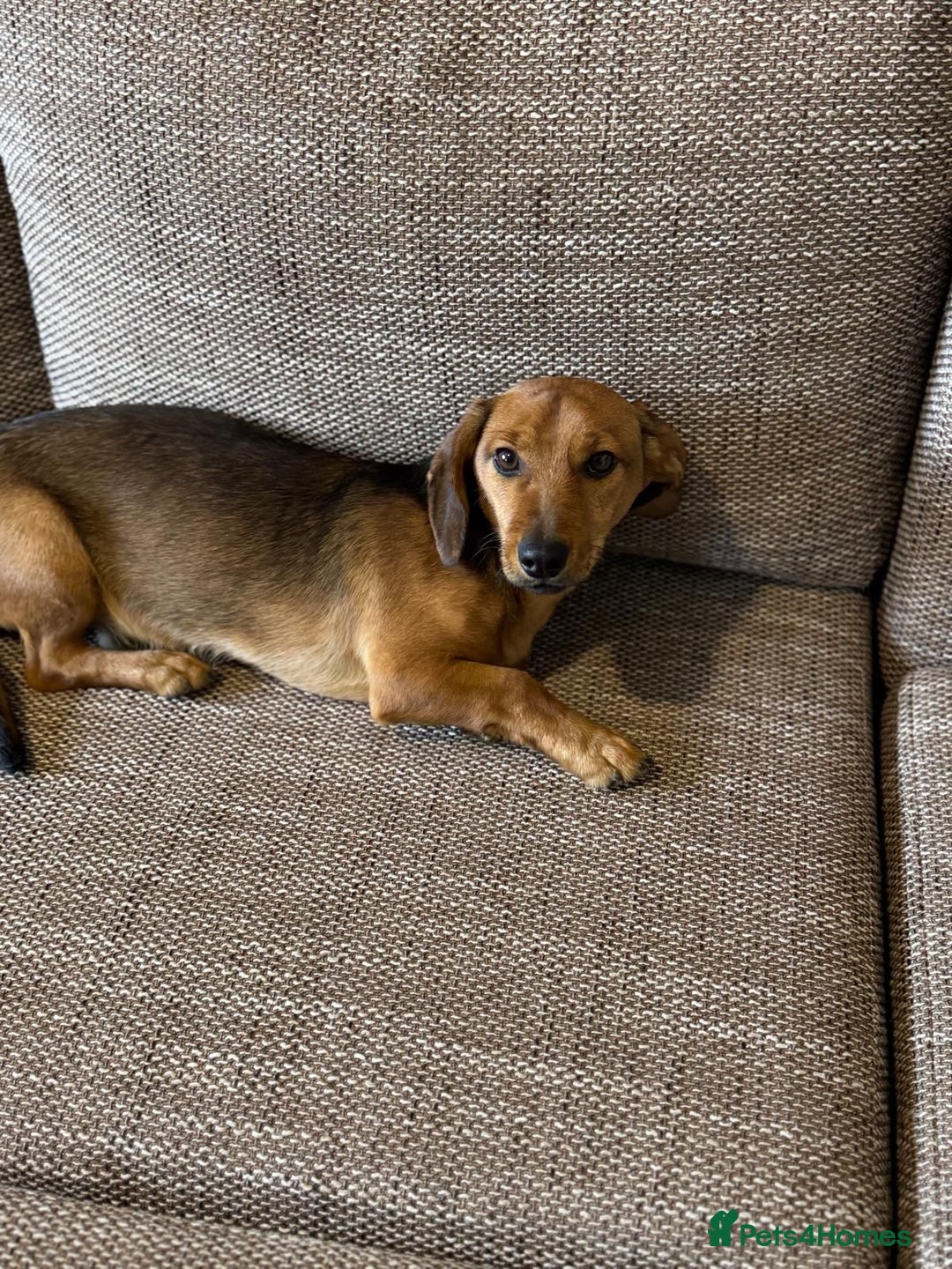 Mixed Breed dogs for adoption: Cutie pie Alex ready for his home - Advert 15