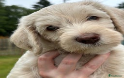 Labradoodle dogs for sale: Beautiful Puppies Ready for the Summer Holidays - Image 18