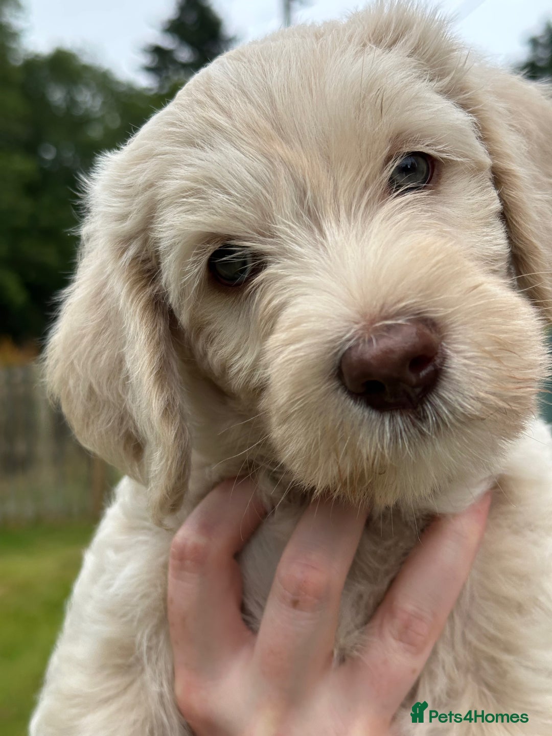 Labradoodle dogs for sale: Beautiful Puppies Ready for the Summer Holidays - Image 18