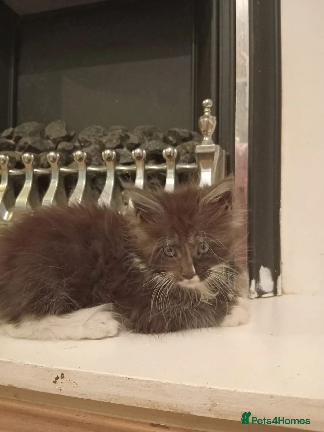 Maine Coon cats for sale: Beauiful Maine Coon kittens - Advert 15