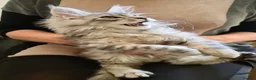 Maine Coon cats for sale: ❤️𝕾𝖙𝖚𝖓𝖓𝖎𝖓𝖌❤️ Maine Coon Kittens Ready - Advert 12