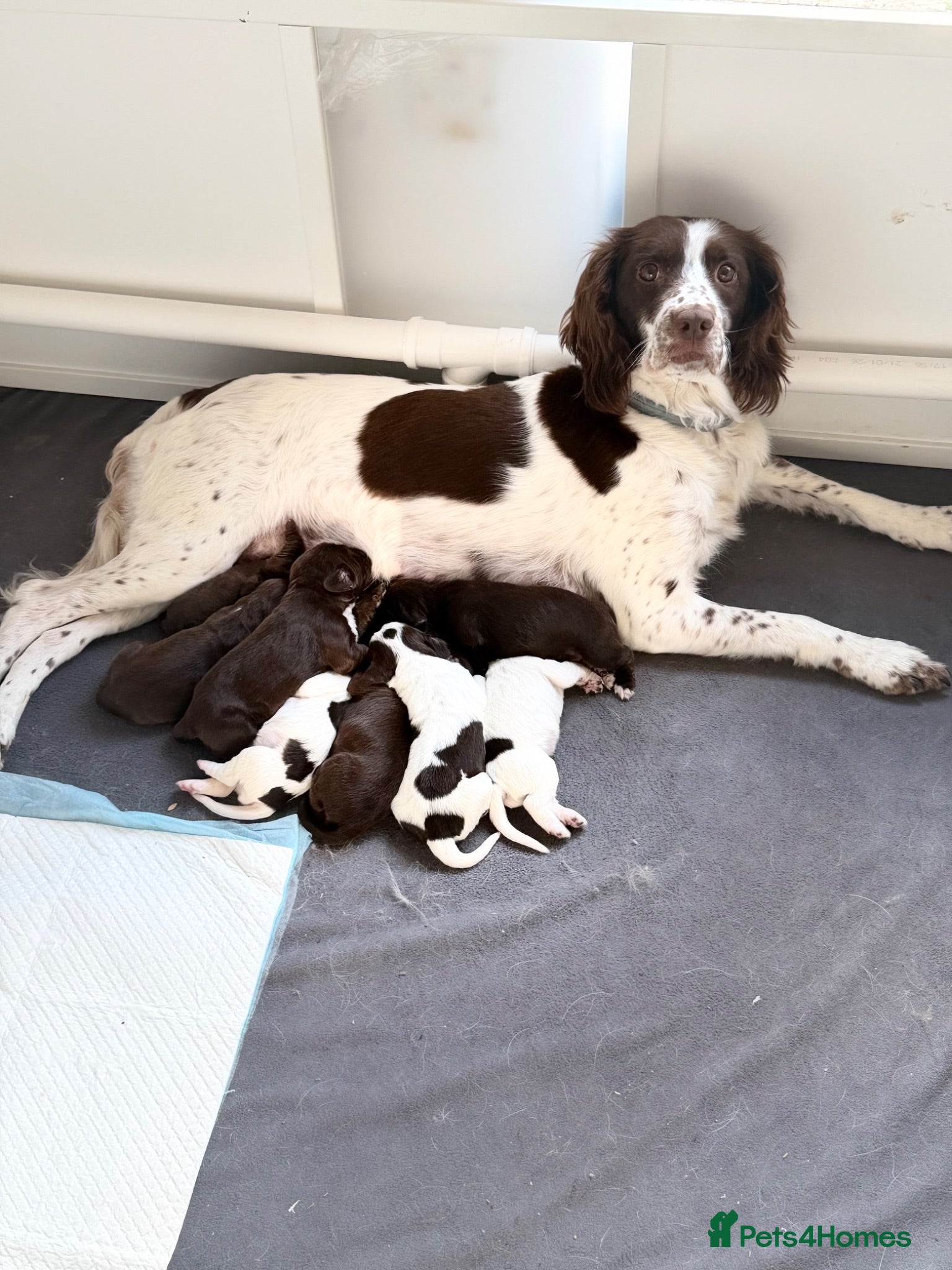 Sprocker dogs 8 Beautiful Sprocker Puppies for Sale  - Advert 1