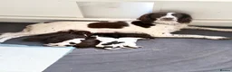 Sprocker dogs for sale: 8 Beautiful Sprocker Puppies for Sale  in Southampton - Advert 1