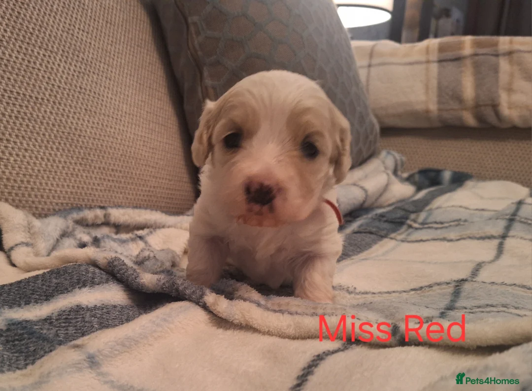 Cavachon dogs for sale: Beautiful Cavachon Puppies Needing Forever Homes - Advert 10