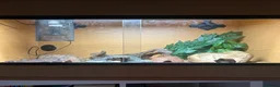 Leopard Gecko reptiles for sale: Baby leopard Gecko and set up  in Bristol - Advert 3