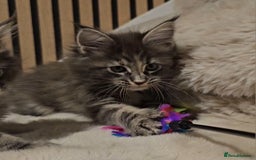 Maine Coon cats for sale: GCCF Registered Pedigree Maine Coon Kittens - Image 7