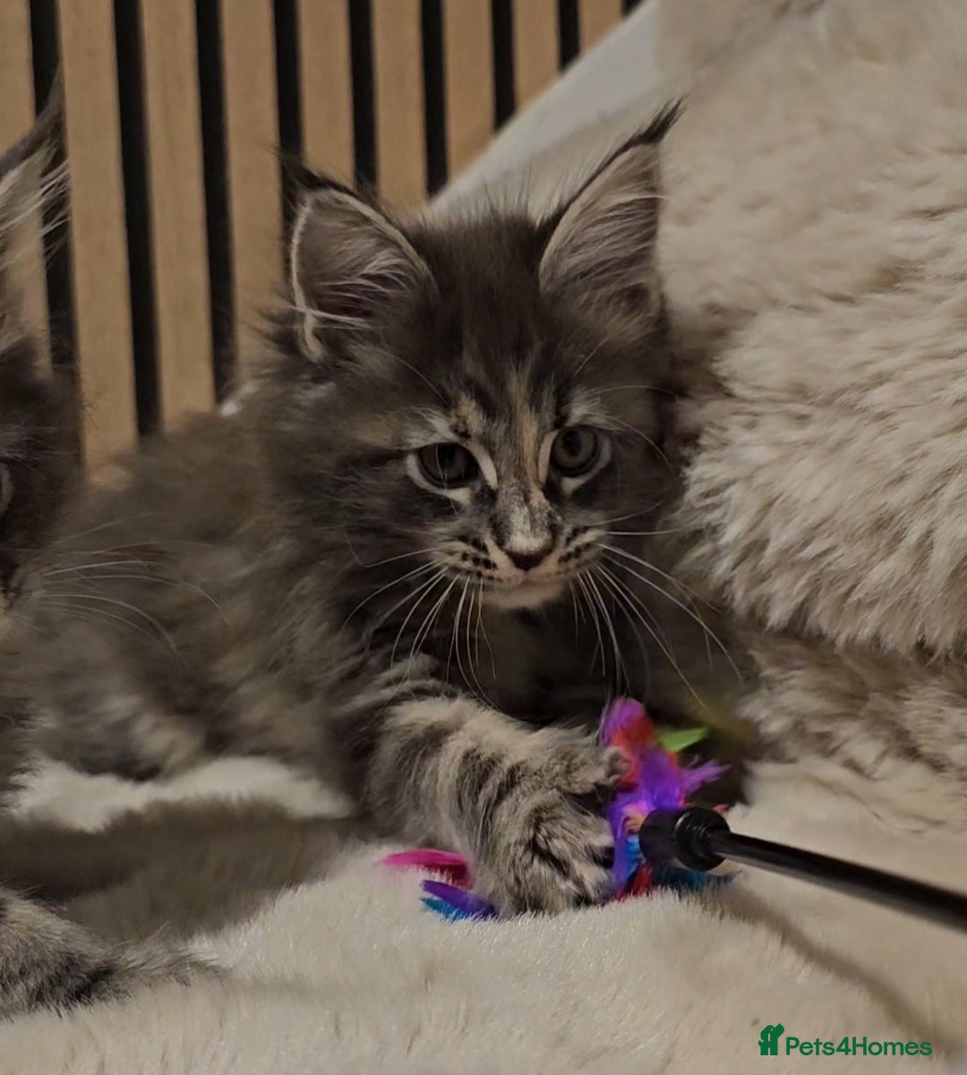 Maine Coon cats for sale: GCCF Registered Pedigree Maine Coon Kittens - Image 7