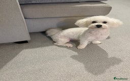 Bichon Frise dogs for sale: Beautiful Bichon Puppy - Image 2
