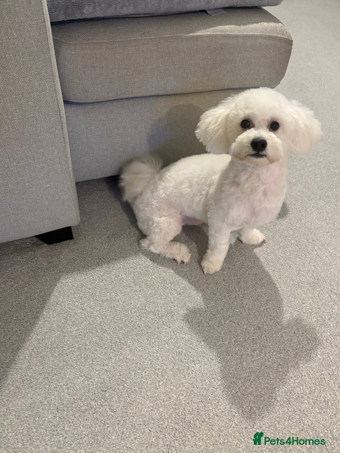 Bichon Frise dogs for sale: Beautiful Bichon Puppy - Image 2