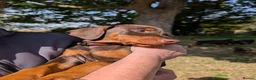 Dobermann dogs for sale: KC REGISTERED DOBERMANN PUPS – EXCEPTIONAL LITTER - Advert 7