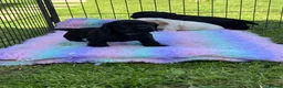 Cocker Spaniel dogs for sale: Working Cocker Spaniel Puppies - Advert 9