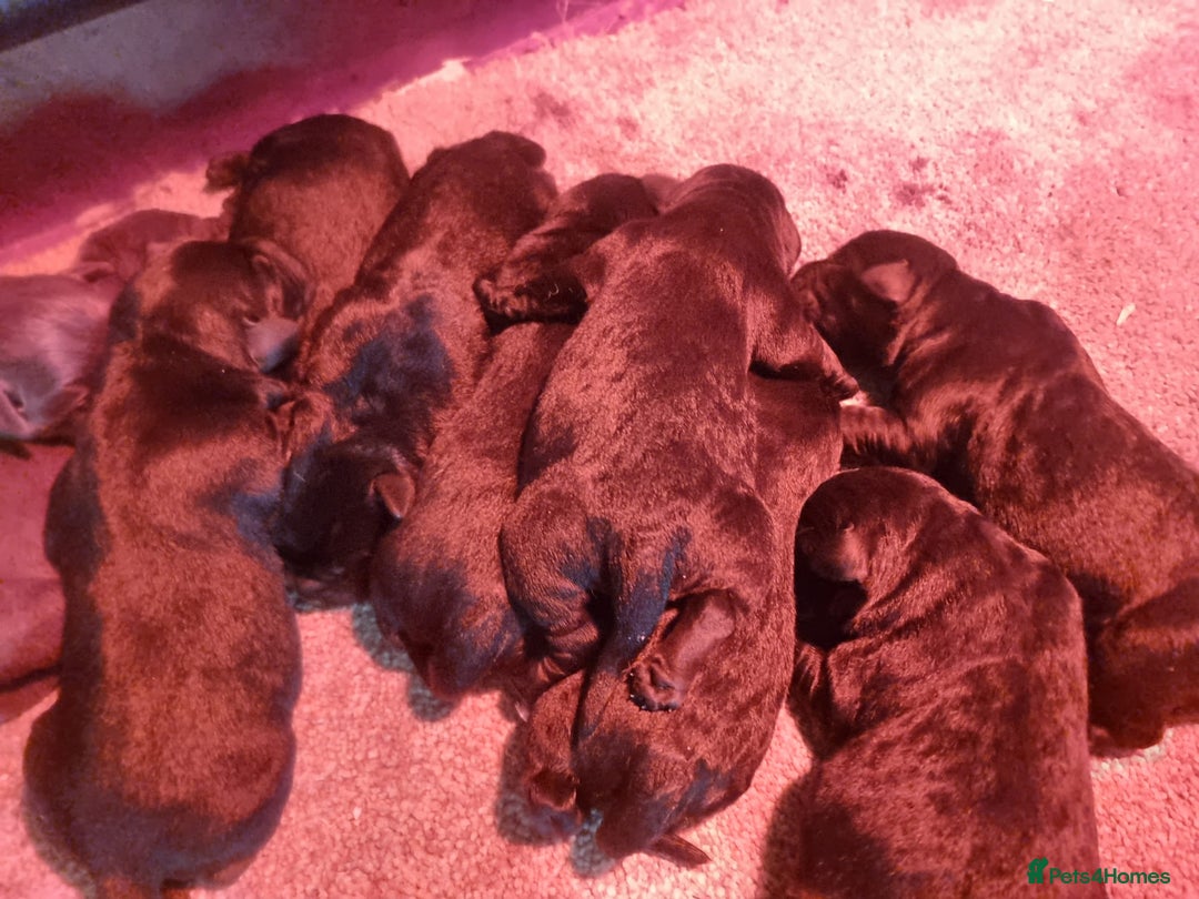Labrador Retriever dogs for sale: Show Quality Black & Chocolate Labrador Pups - Image 3