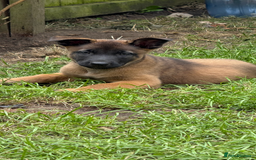 Belgian Shepherd Dog dogs for sale: Belgian Malinois puppies KC registered in Hartlepool - Image 29