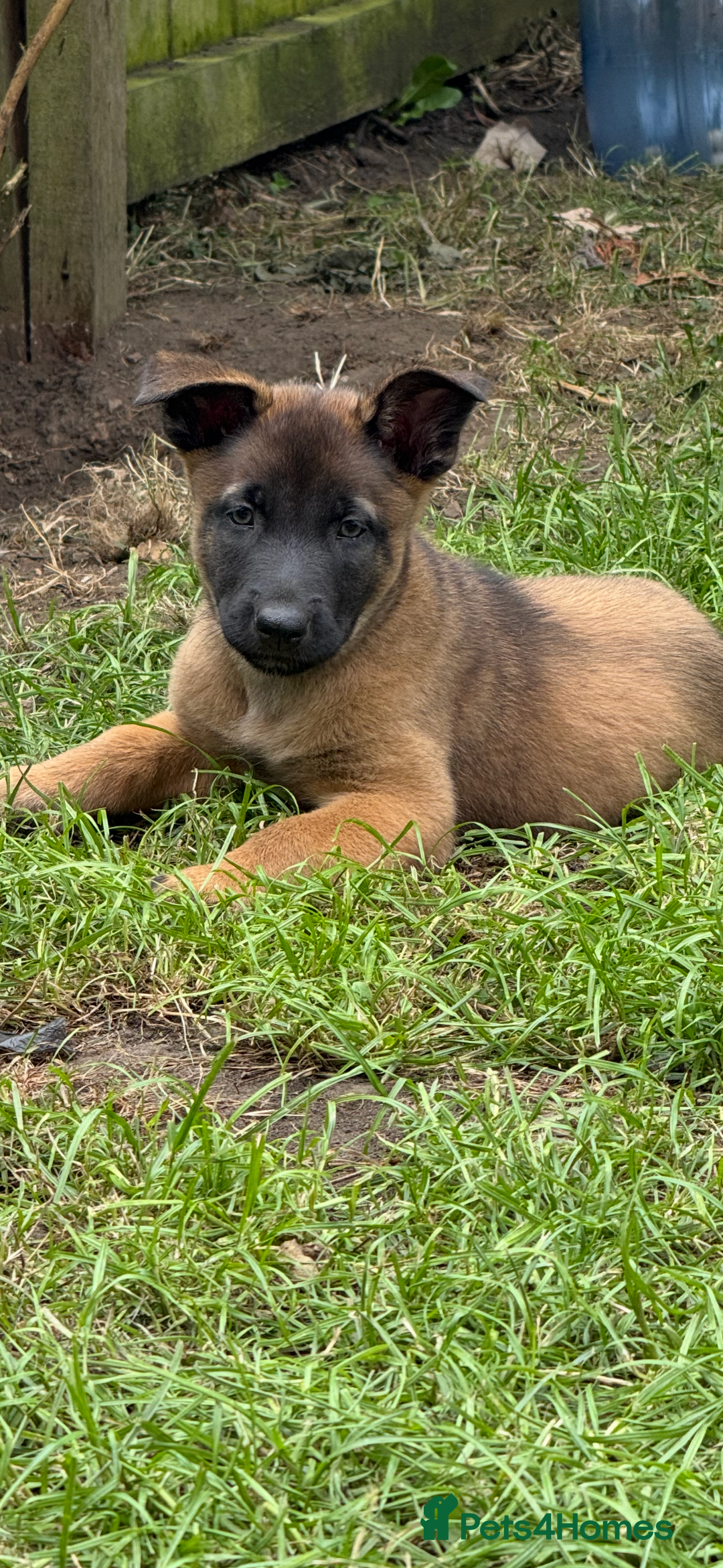 Belgian Shepherd Dog dogs for sale: Belgian Malinois puppies KC registered in Hartlepool - Image 29