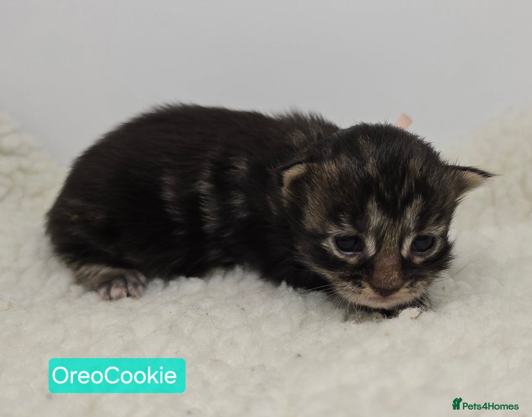 Maine Coon cats for sale: Maine Coon Kittens (Russian & Golden lines) - Advert 10