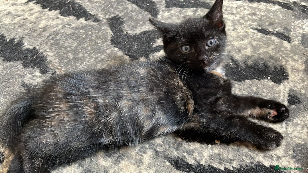 Domestic Shorthair cats for sale: **READY NOW** kittens - Image 3