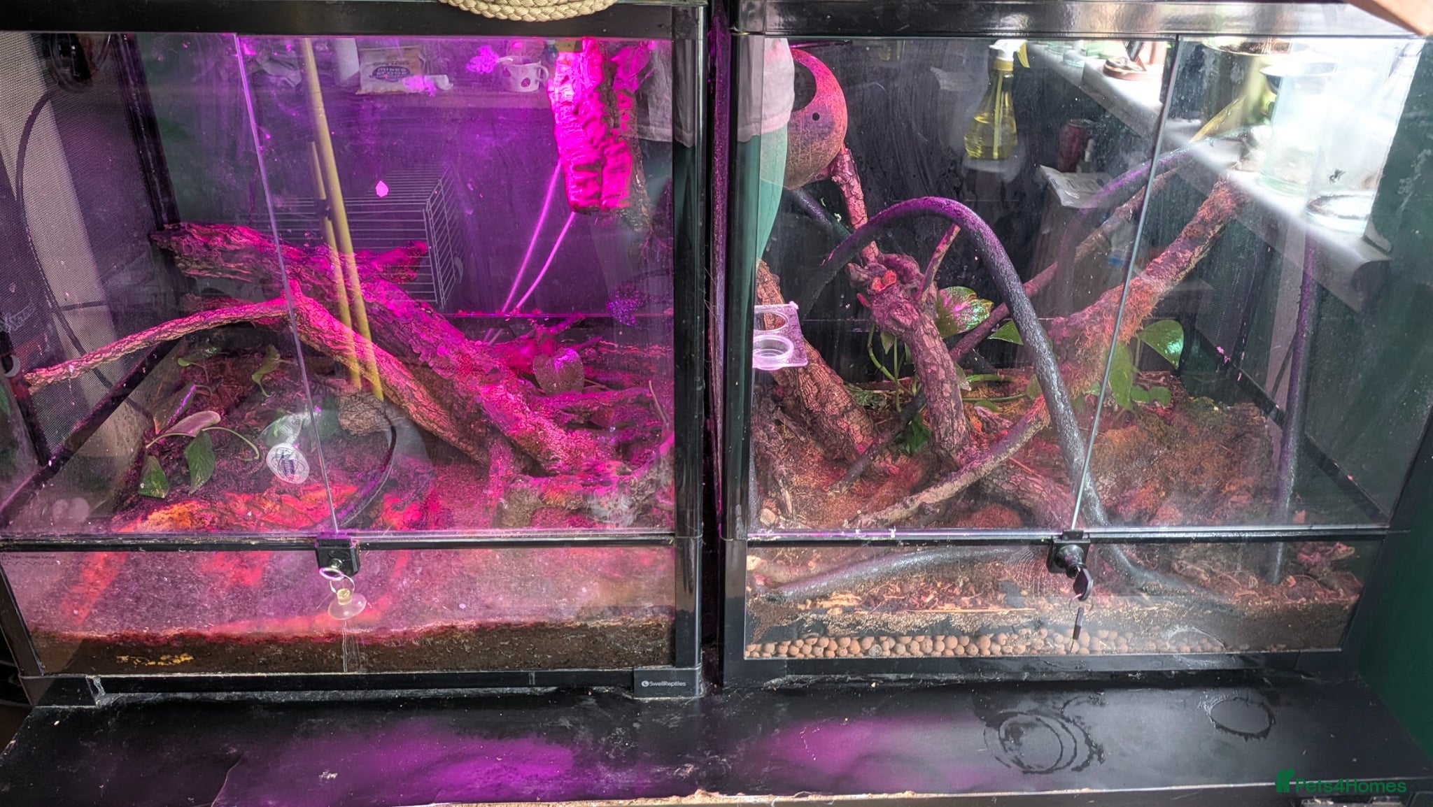 Gecko reptiles for sale: Double setup geckos and frogs - Advert 2
