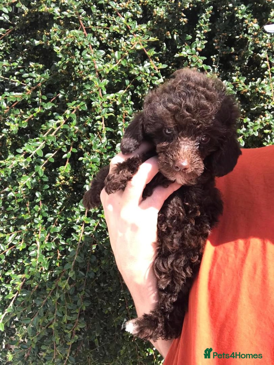 Toy Poodle dogs for sale: Toy poodle WAITING LIST - Advert 6