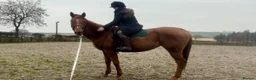 English Thoroughbred horses for sale: Chestnut mare  - Advert 3