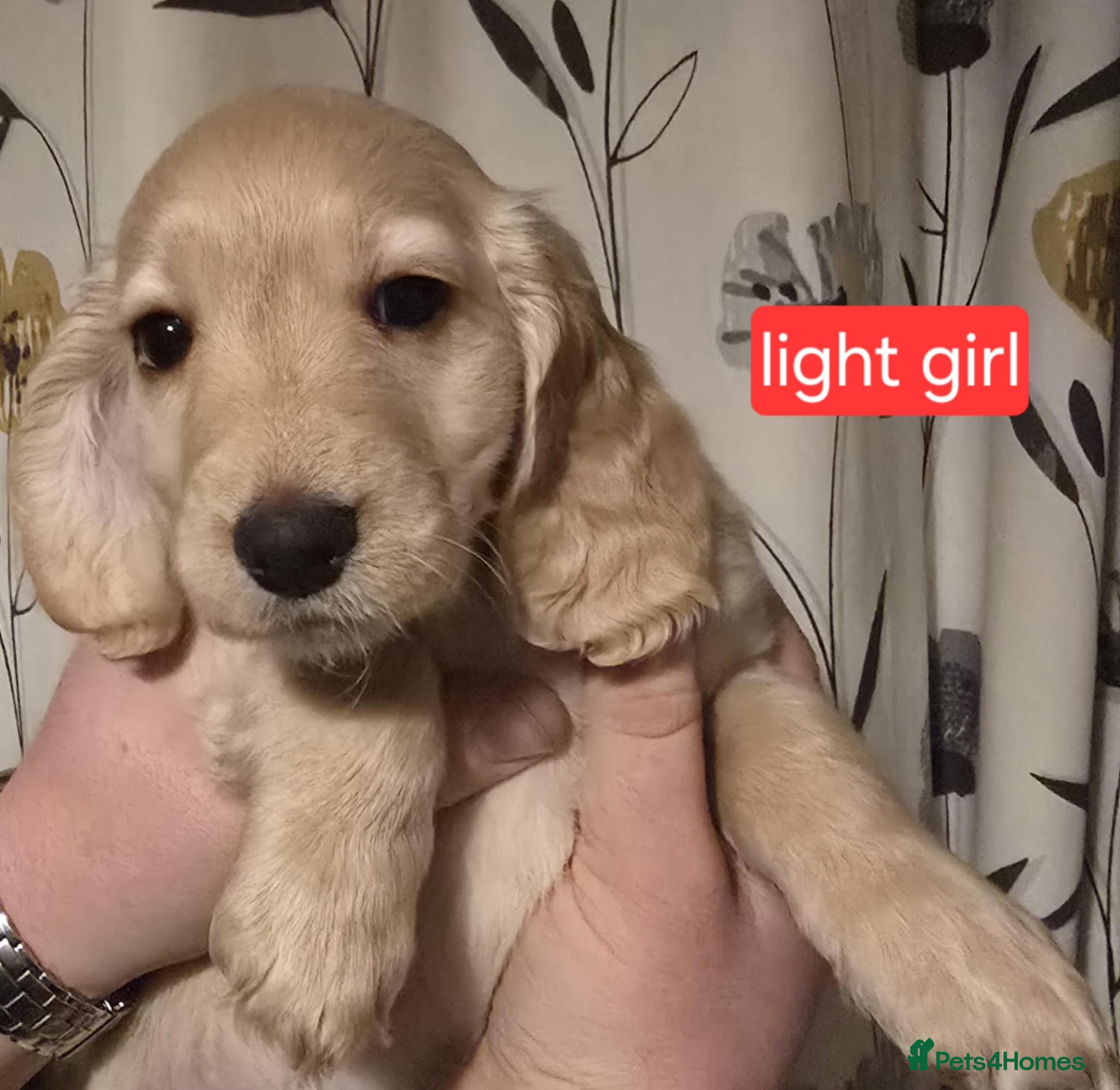 Cocker Spaniel dogs Cocker spaniel puppies  - Advert 1