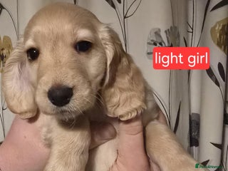 Cocker Spaniel dogs Cocker spaniel puppies - Advert 1