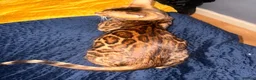 Bengal cats for sale: Gorgeous brown rosetted Bengal queen,tica reg✅ - Advert 5