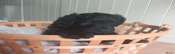 Bordoodle dogs for sale: Beautiful Home-Raised Bordoodle Puppies – 2 Girls in Galashiels - Advert 2