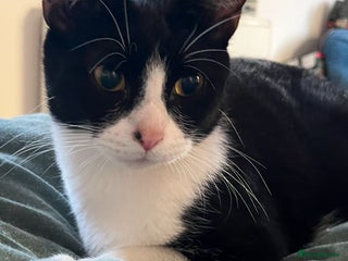 Mixed Breed cats Beautiful cat for sale - Advert 22