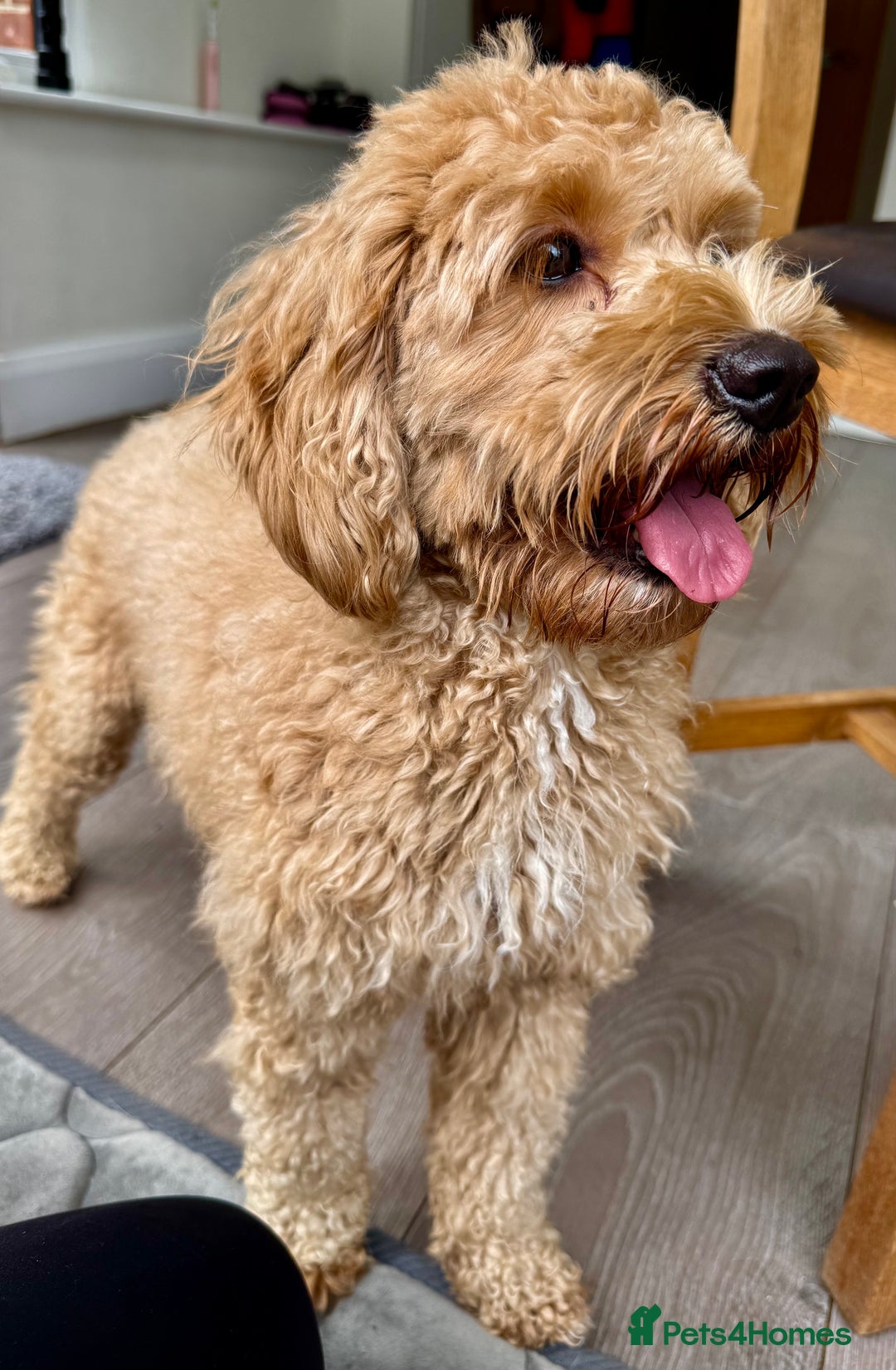 Cavapoo dogs for adoption: Coco – Too Young to Be Forgotten - Image 6