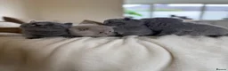 British Shorthair cats for sale: 4 British shorthair kittens  - Advert 1