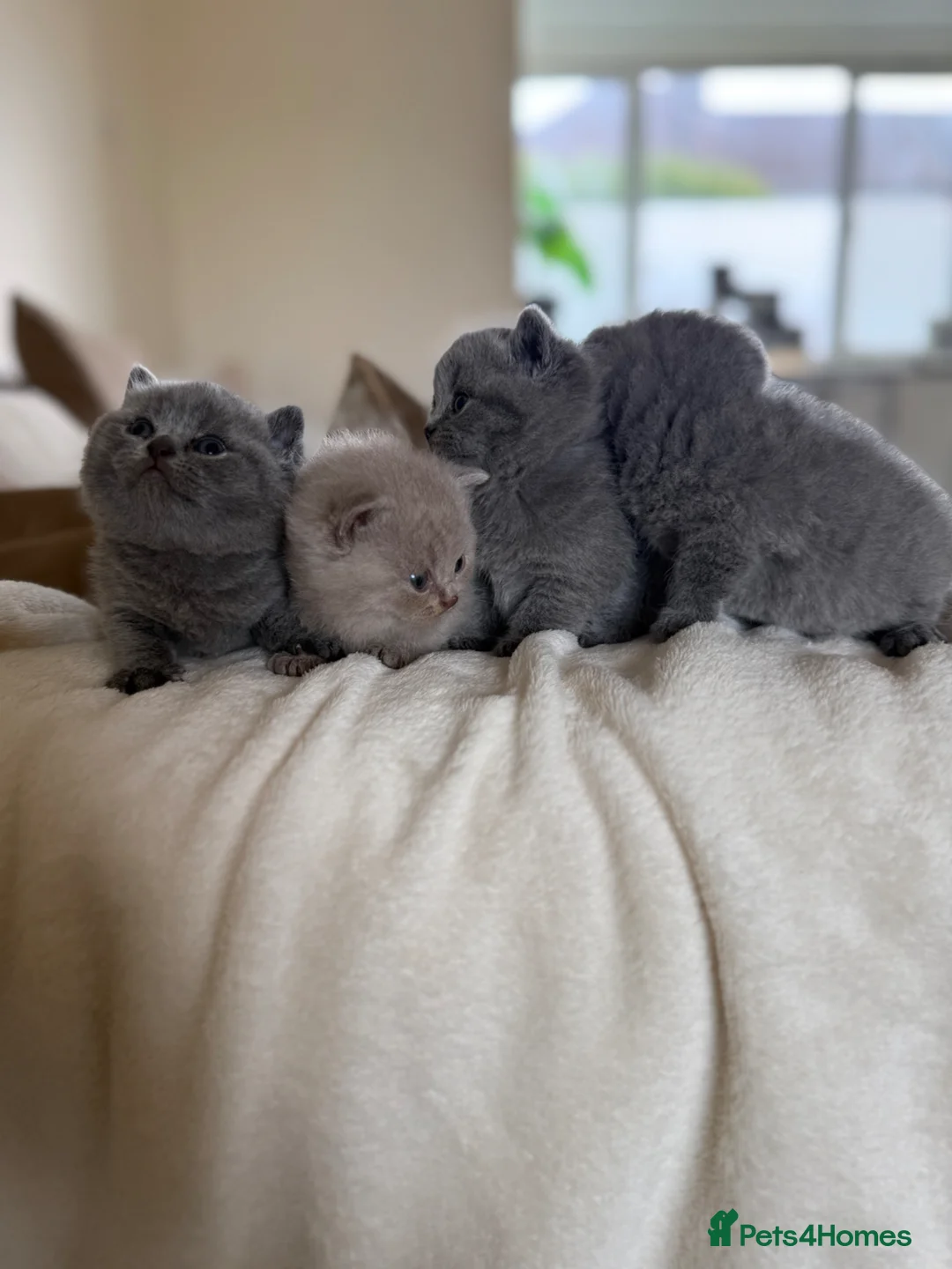 British Shorthair cats for sale: 4 British shorthair kittens  - Advert 1