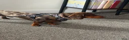 Dachshund dogs for stud: Dapple Dachshund  in Spalding - Advert 6