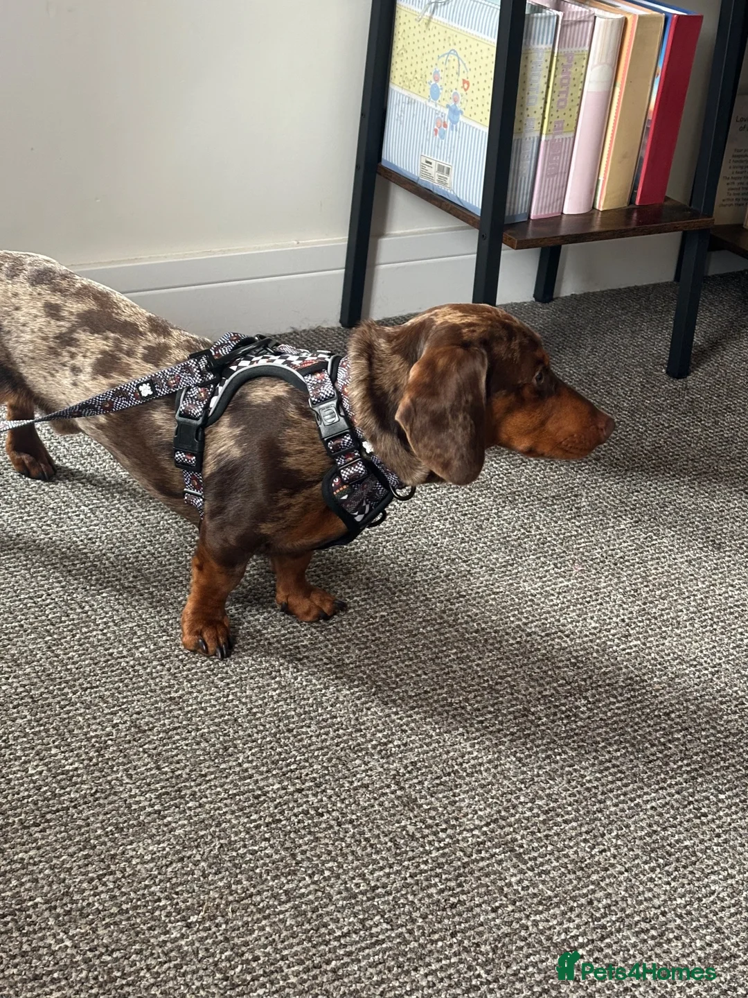 Dachshund dogs for stud: Dapple Dachshund  in Spalding - Advert 6