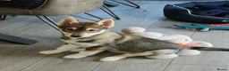 Siberian Husky dogs for sale: Siberian male Husky puppy  - Advert 7