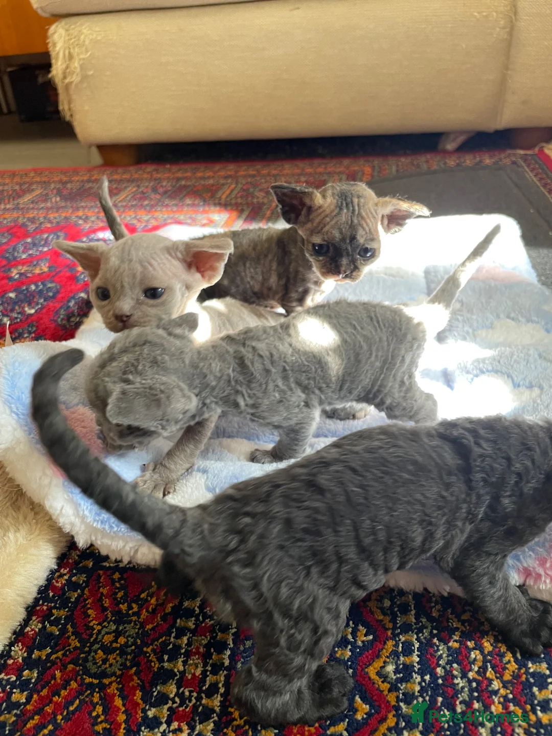 Devon Rex cats for sale: Stunningly beautiful pure Devon Rex kittens - Advert 2