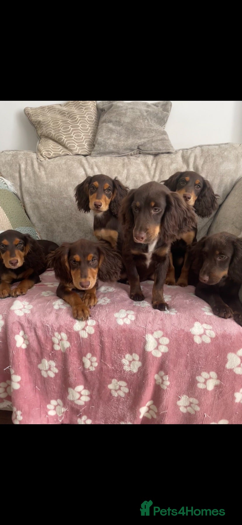 Cocker Spaniel dogs 7 Chocolate & Tan Cocker Spaniel Pups  - Advert 1