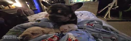 French Bulldog dogs for sale:  **  french bulldog  in Nottingham - Advert 2