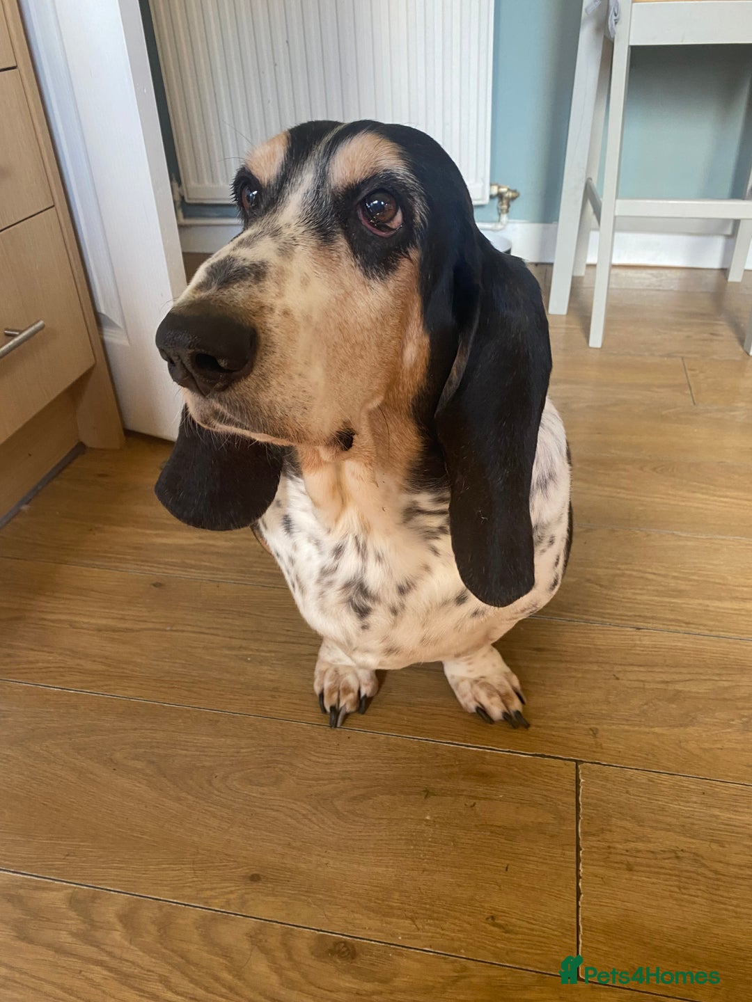 Basset Hound dogs for sale: Female Basset Hound for rehome - Image 2