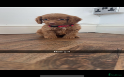 Cockapoo dogs for sale: 8 golden cockerpoos babies !!! - Image 4