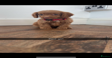 Cockapoo dogs - Advert 11