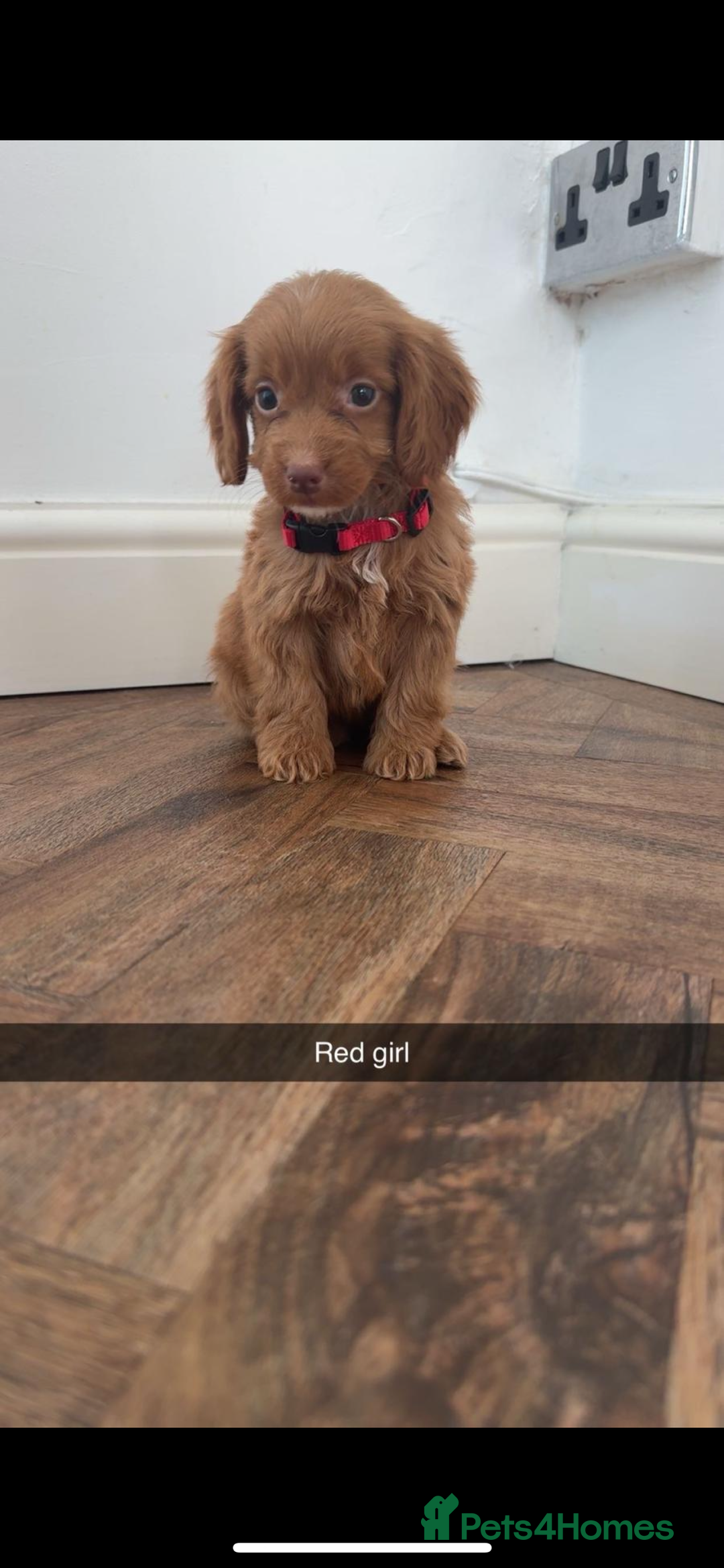 Cockapoo dogs for sale: 8 golden cockerpoos babies !!! - Image 4