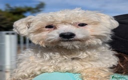Mixed Breed dogs for adoption: Max - In Ayr Looking for a home  - Image 7