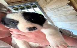 Border Collie dogs for sale: Beautiful Border Collie Puppies - Image 6