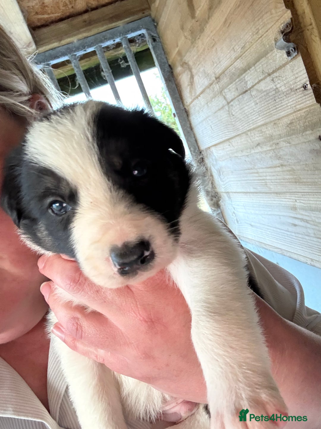Border Collie dogs for sale: Beautiful Border Collie Puppies - Image 6