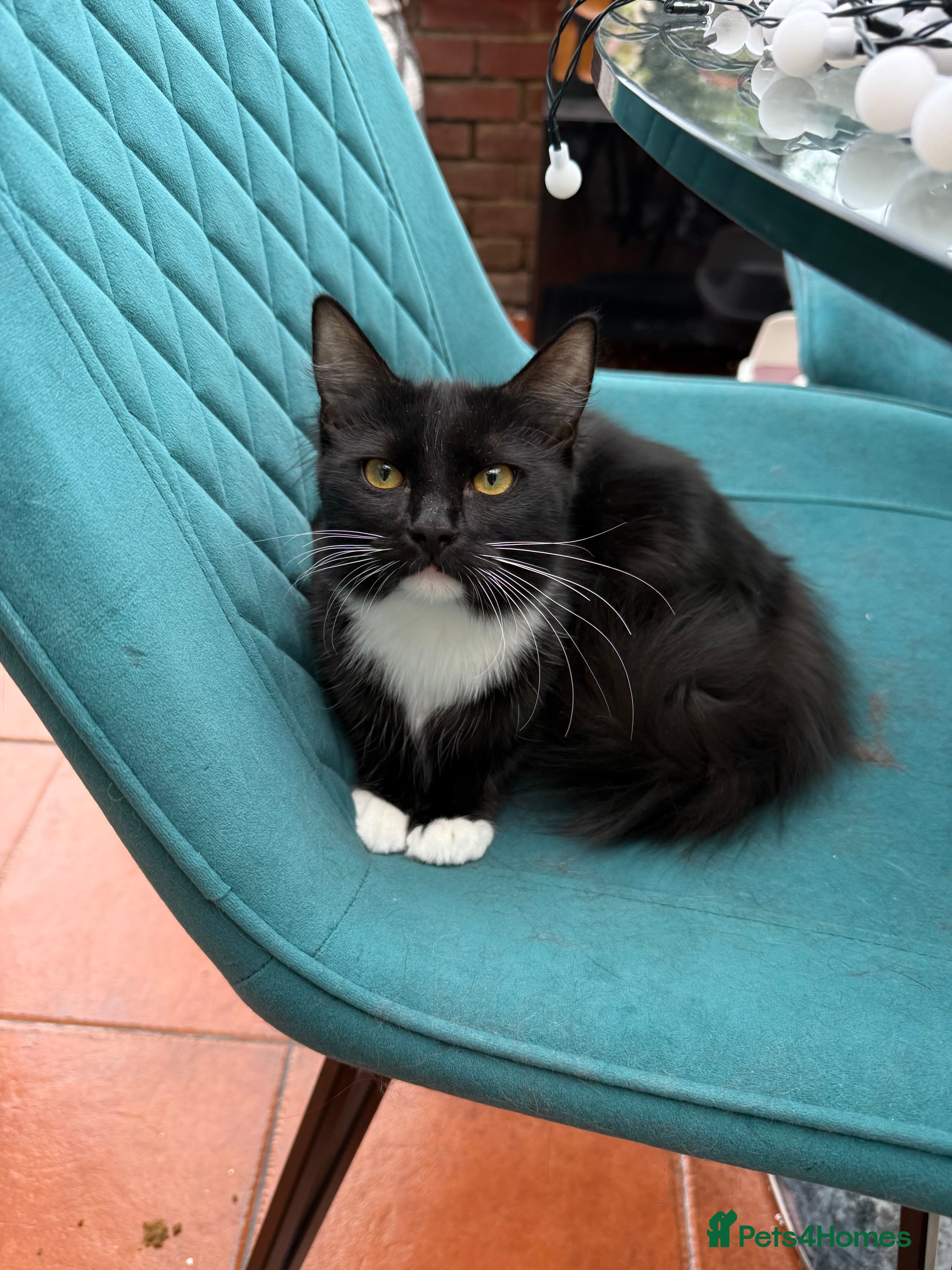 Ragdoll cats Ragdoll kittens for sale  - Advert 2