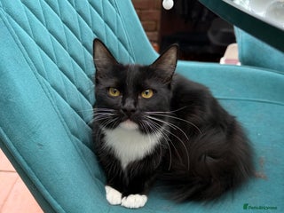 Ragdoll cats Ragdoll kittens for sale - Advert 2