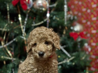 Cavapoochon dogs Cavapoochon - Advert 11