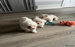 Bichon Frise dogs for sale: Bichon Frise Puppies - Image 13